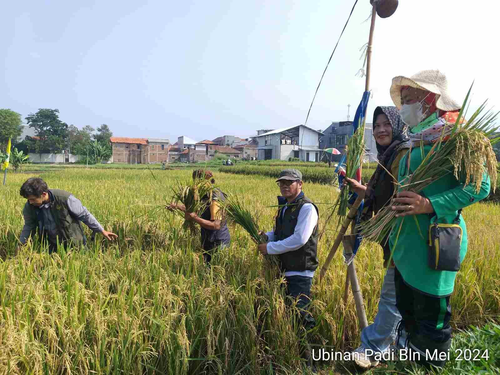 Ubinan Subround II BPS Kota Cimahi